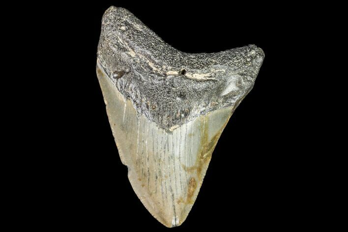 Juvenile Megalodon Tooth - Georgia #111605